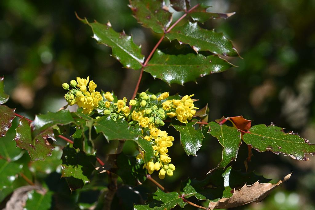 2025-04286695 Mount Auburn Cemetery, MA.JPG - Holly-leaved Barberry (Mahonia aquifolium). Mount Auburn Cemetery, MA, 4-28-2025